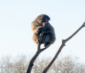 2019 02 21 MNNewZoo 040